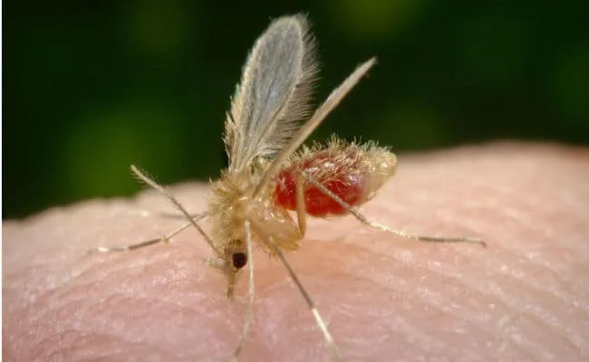31 insectes si effrayants que 13