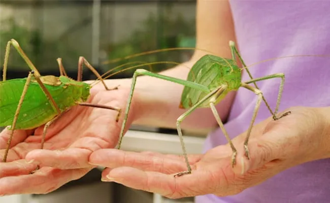 31 insectes si effrayants que 14