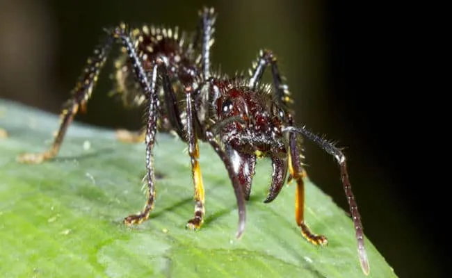 31 insectes si effrayants que 16