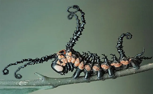 31 insectes si effrayants que 17