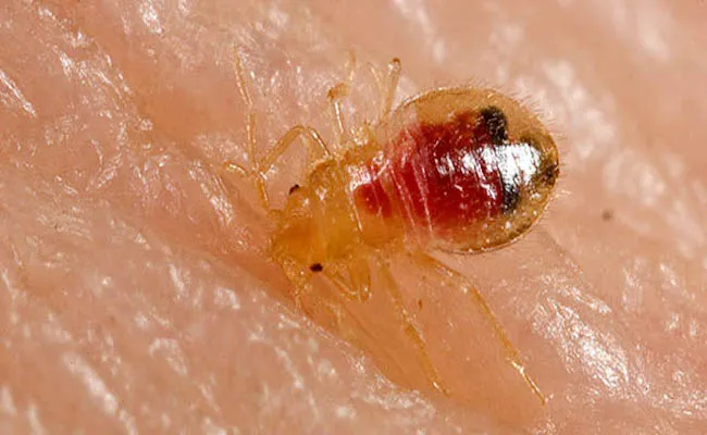 31 insectes si effrayants que 18