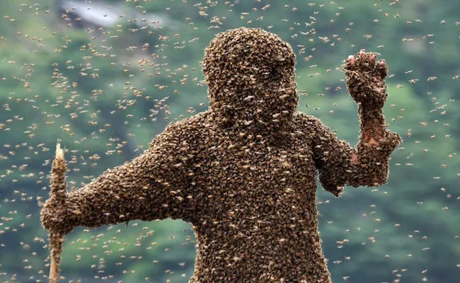 31 insectes si effrayants que 19