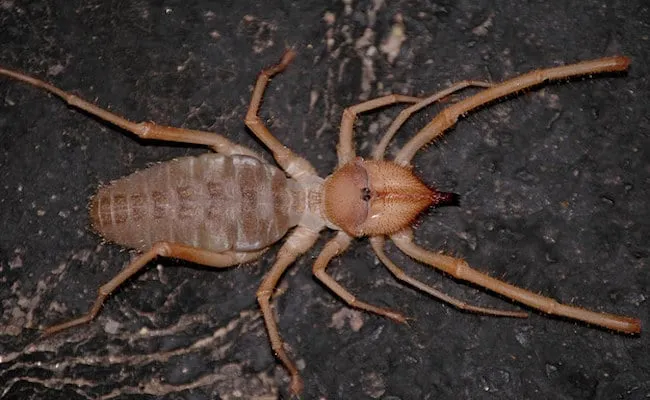 31 insectes si effrayants que 02