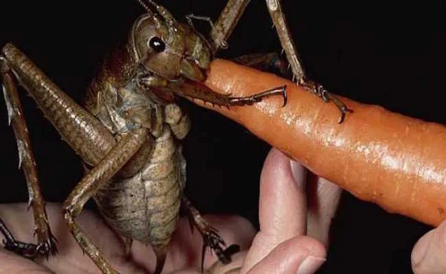 31 insectes si effrayants que 20