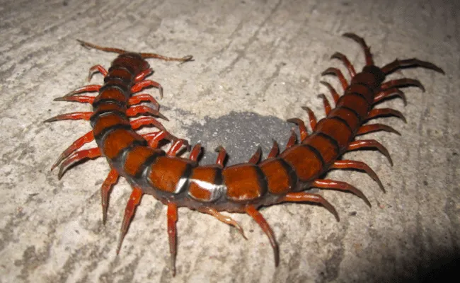 31 insectes si effrayants que 21