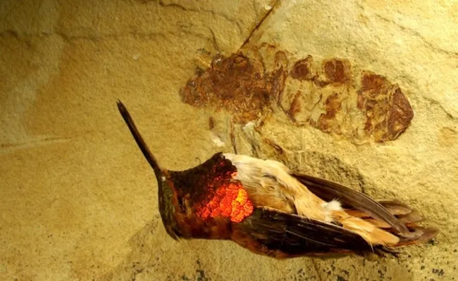 31 insectes si effrayants que 23