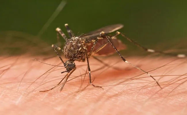 31 insectes si effrayants que 24