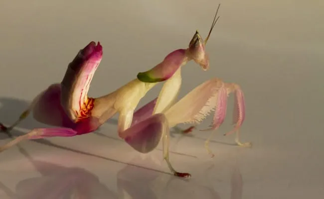 31 insectes si effrayants que 25
