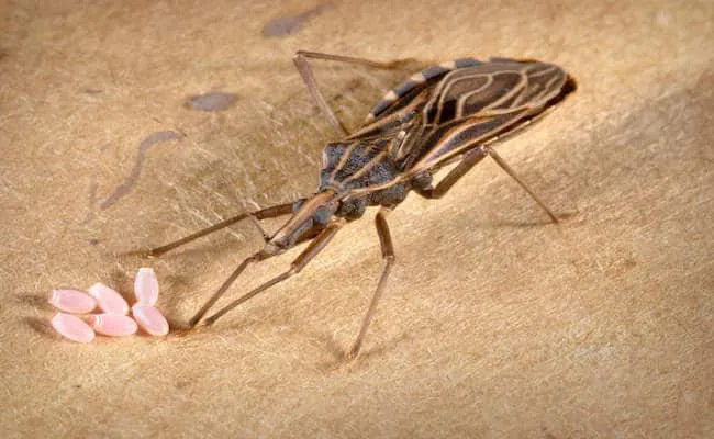 31 insectes si effrayants que 26