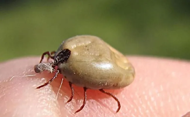 31 insectes si effrayants que 28