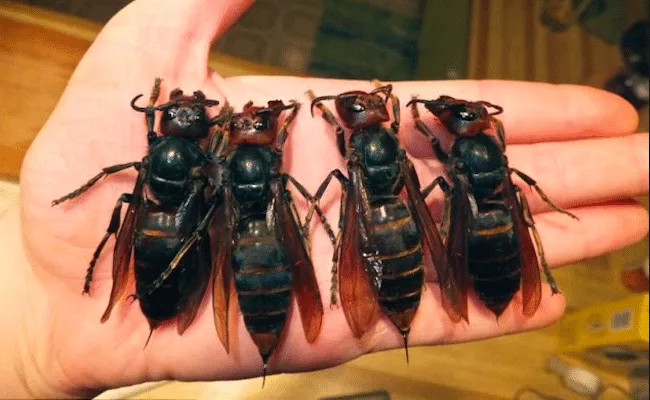 31 insectes si effrayants que 29