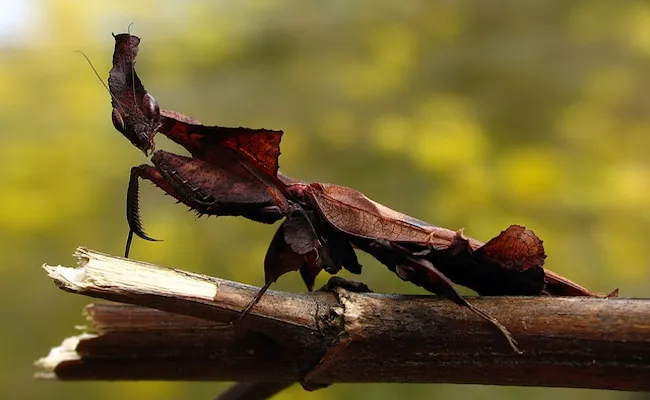 31 insectes si effrayants que 03