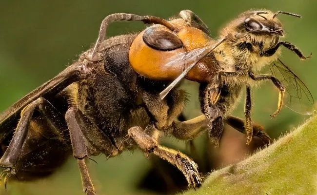 31 insectes si effrayants que 30