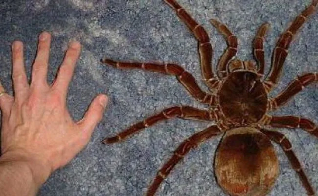 31 insectes si effrayants que 31