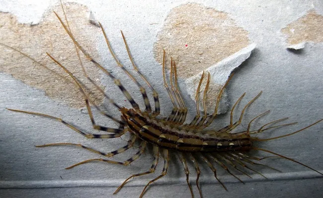 31 insectes si effrayants que 05