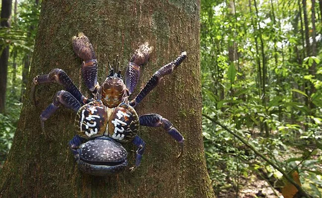 31 insectes si effrayants que 07