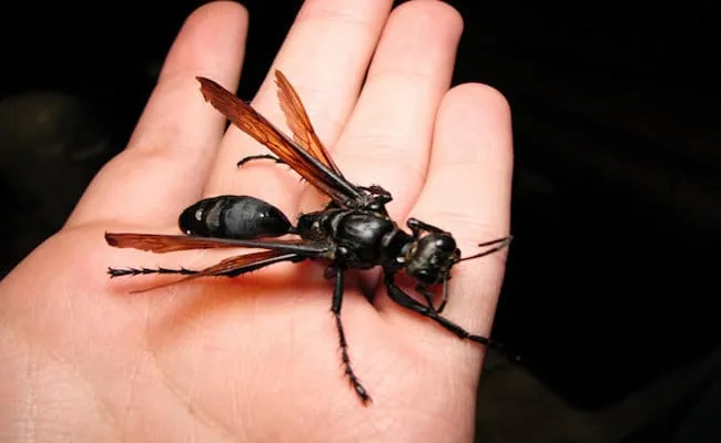 31 insectes si effrayants que 08