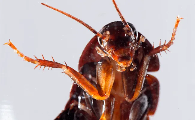 31 insectes si effrayants que 09