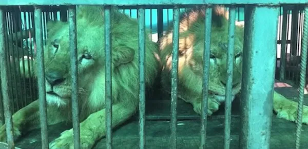 Photo credit: Animal Defenders International