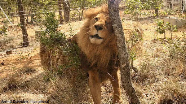 Photo credit: Animal Defenders International