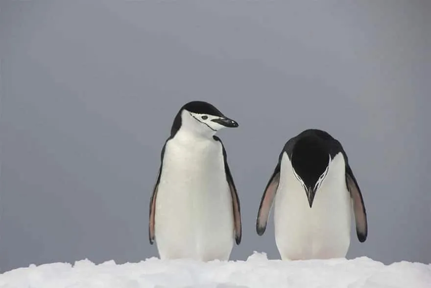 14 cliches hilarants issus du 12