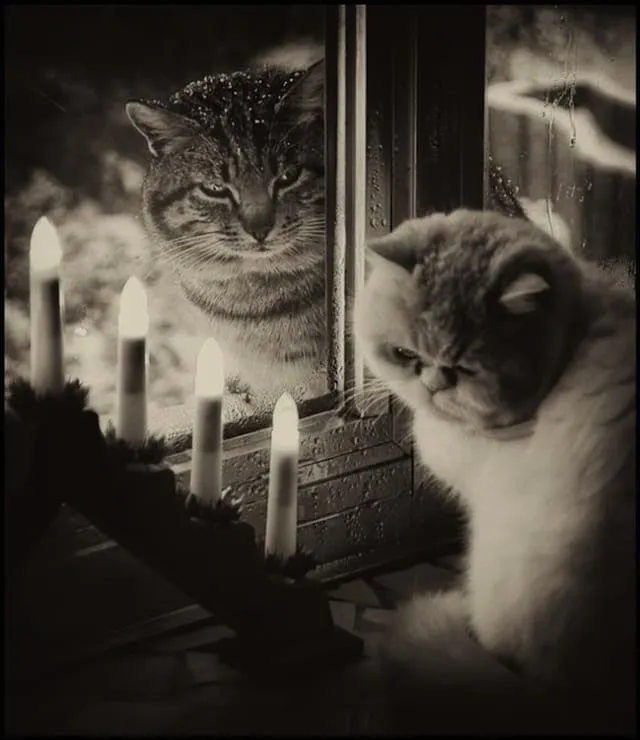 36 photos danimaux prises au parfait perfectlytimedshot27
