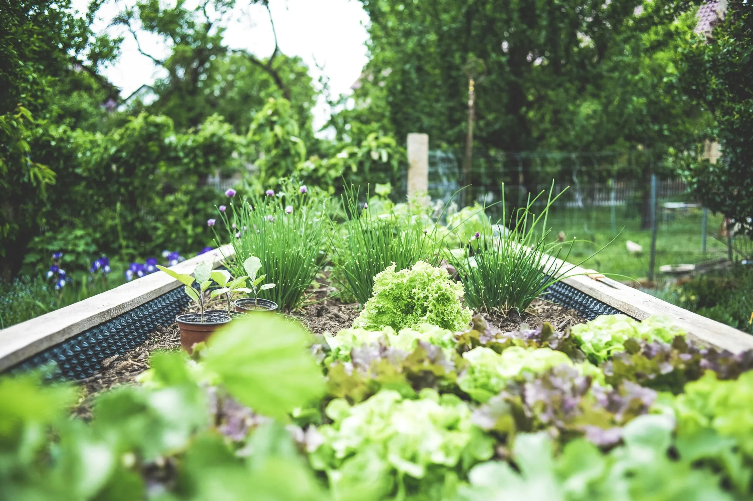 4 Astuces Essentielles pour Protéger Potager et Verger en Été contre Nuisibles et Stress Climatique