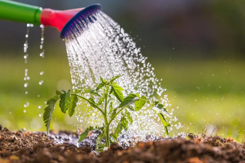 Optimiser l'arrosage pour garantir la vitalité de vos plantes face à la chaleur