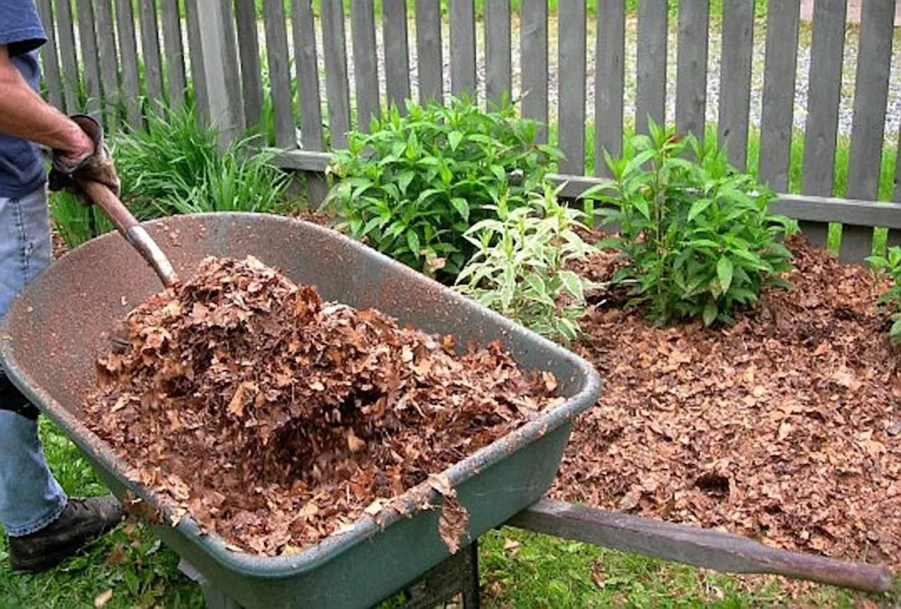 Utiliser les paillis pour conserver l'humidité et enrichir le sol durablement