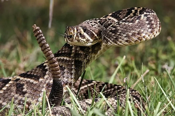 40 des serpents les plus 01