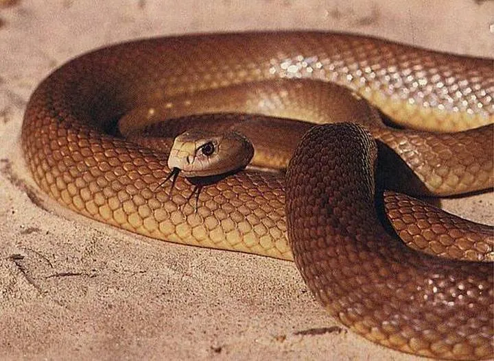 40 des serpents les plus 10