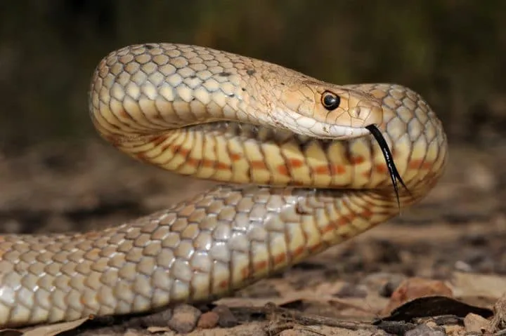 40 des serpents les plus 11