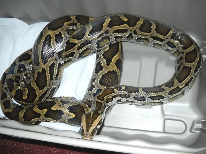 40 des serpents les plus 12