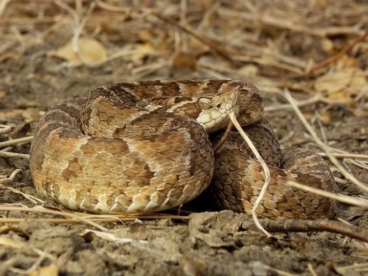 40 des serpents les plus 13