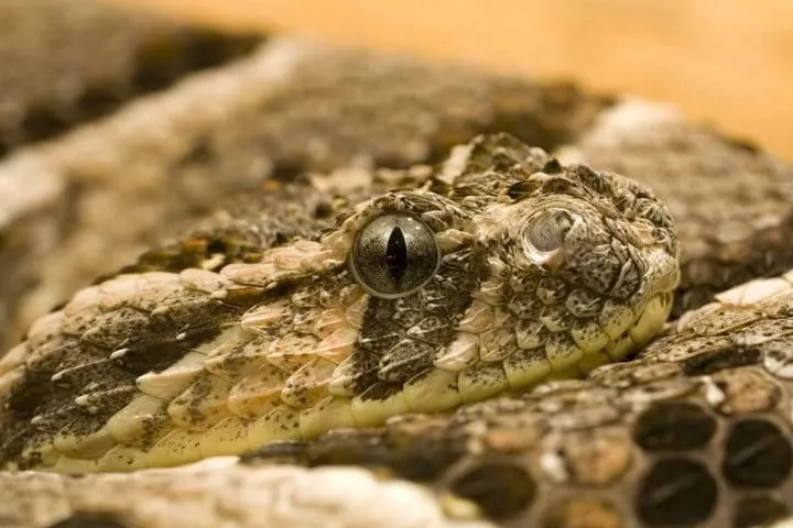 40 des serpents les plus 14