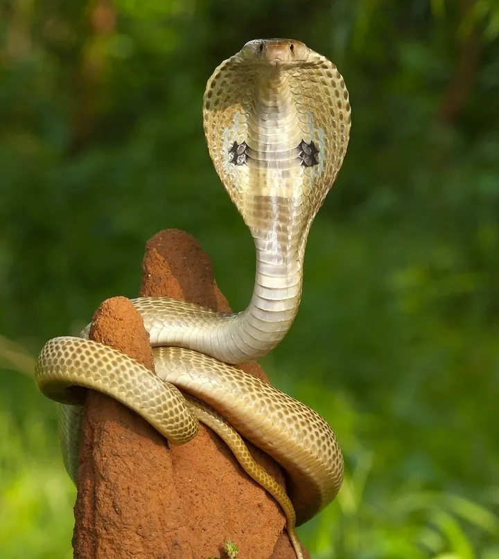 40 des serpents les plus 15