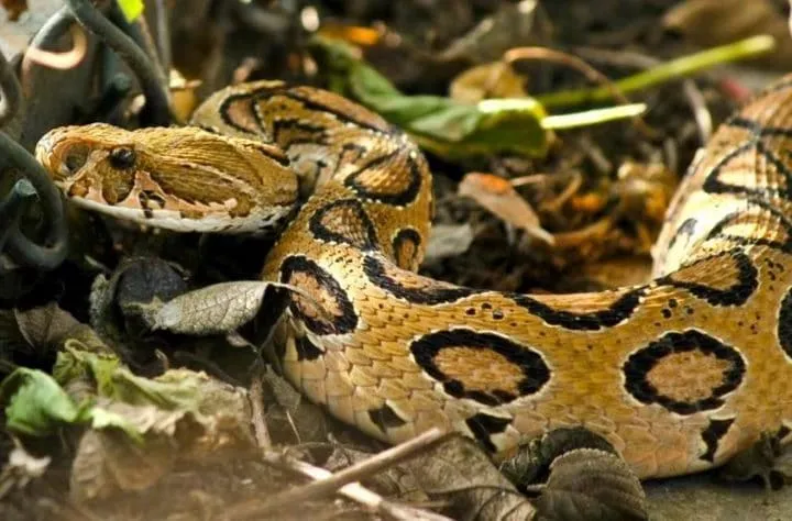 40 des serpents les plus 16