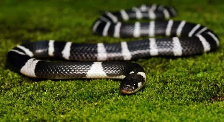 40 des serpents les plus 17