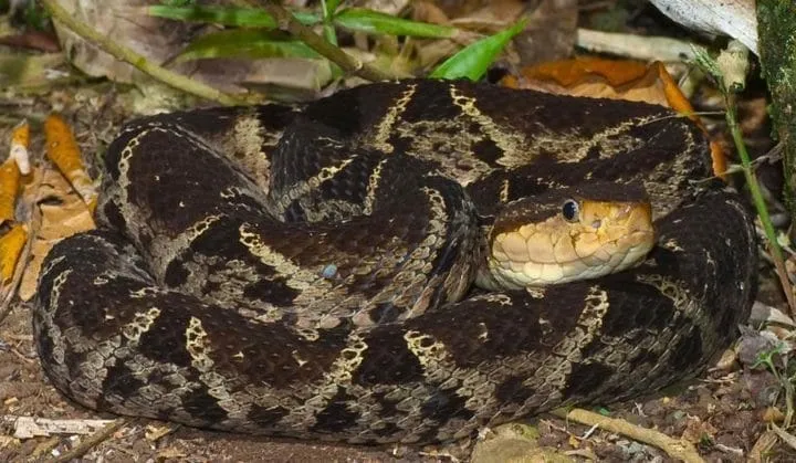40 des serpents les plus 18