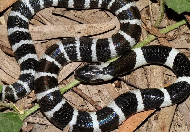 40 des serpents les plus 19