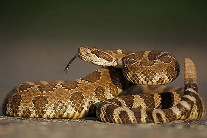 40 des serpents les plus 02