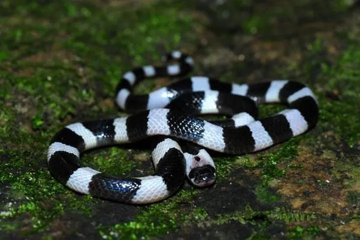 40 des serpents les plus 20