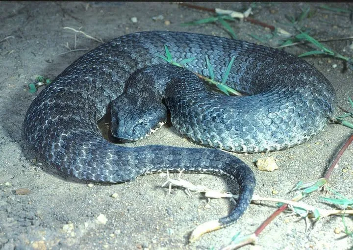 40 des serpents les plus 21