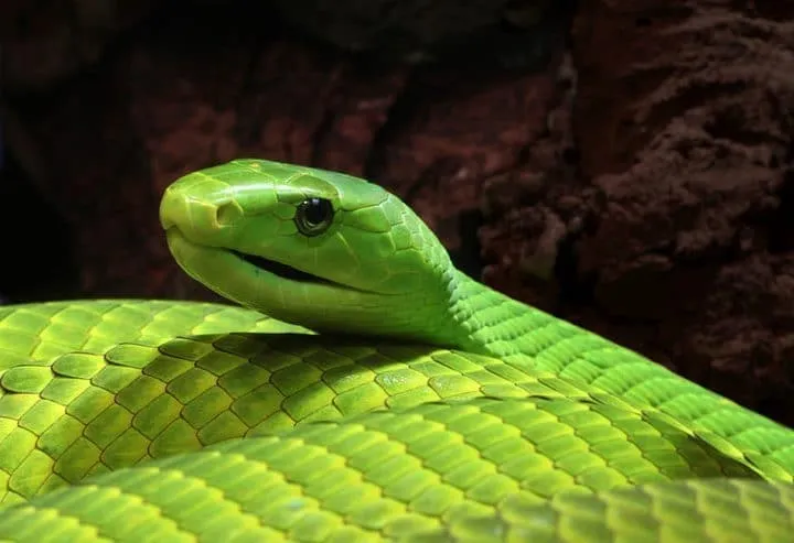 40 des serpents les plus 22
