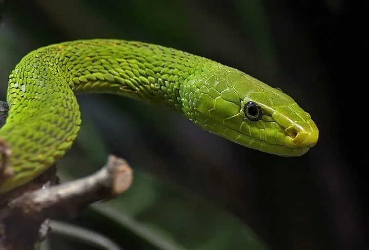 40 des serpents les plus 23
