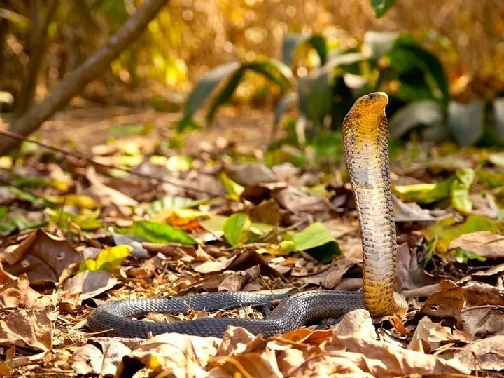 40 des serpents les plus 24