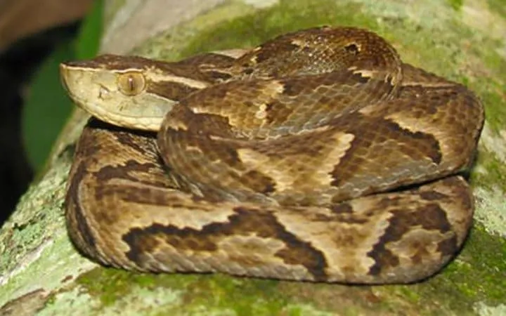 40 des serpents les plus 25