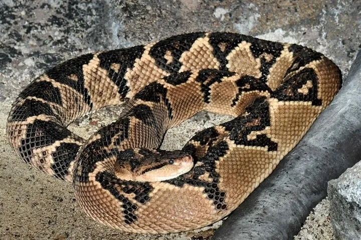 40 des serpents les plus 26