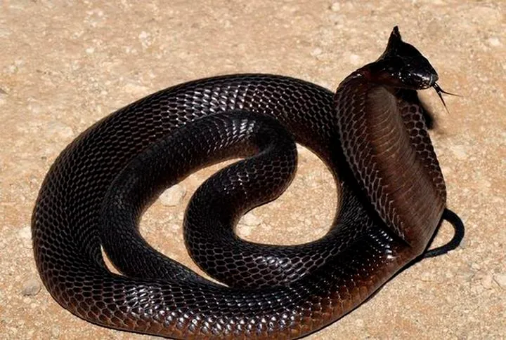 40 des serpents les plus 27