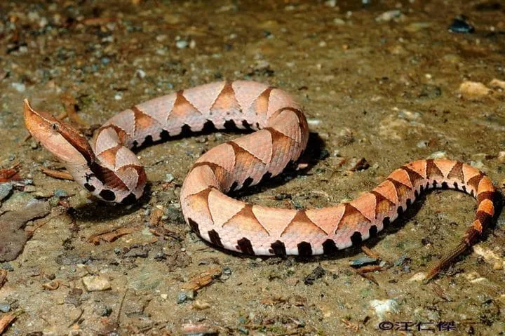 40 des serpents les plus 28